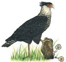 (Caracara cheriway).