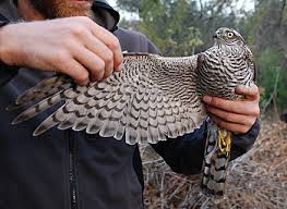 accipiter-nisus.JPG