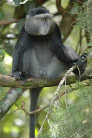 Cercopithecus mitis