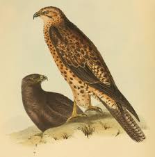File:Buteo galapagoensis.jpg