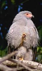 Polyboroides radiatus