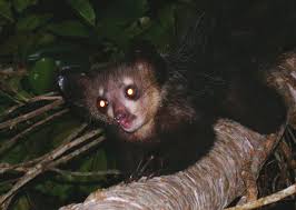 Daubentonia madagascariensis