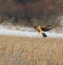 Circus cyaneus Hen Harrier