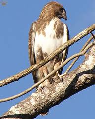 Madagascar buzzard (Buteo