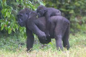 Western lowland gorillas