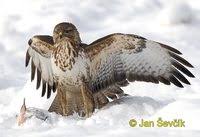 Photo of Buteo