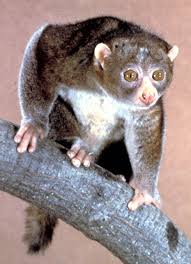 male potto (Perodicticus