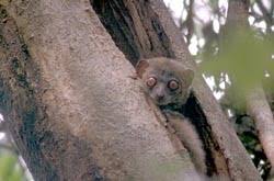 Lepilemur in tree - afternoon