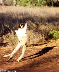 Leaping Propithecus verreauxi