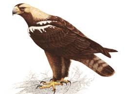 Aquila adalberti