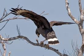 (Buteogallus anthracinus)