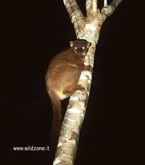 (Lepilemur mustelinus