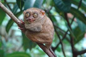 Tarsier - para panchoc