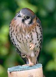 FALCO SPARVERIUS