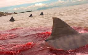 The Sharks continue to bring the ...