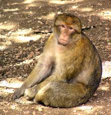 File:Macaca sylvanus Morocco