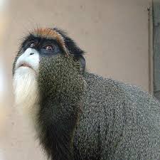 Cercopithecus neglectus