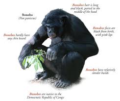 Bonobo (Pan paniscus)