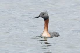 Great Grebe (Podiceps major)