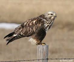 Hawk - Buteo lagopus
