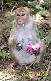 makak bandar, Macaca sinica,