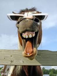 donkey-bling.jpeg. more in gallery