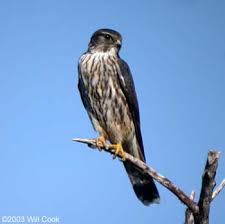 Merlin (Falco columbarius).