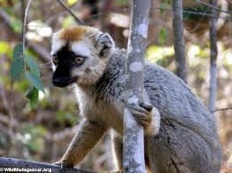 Eulemur fulvus rufus in