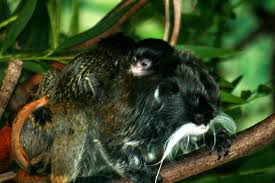 (Saguinus imperator) with