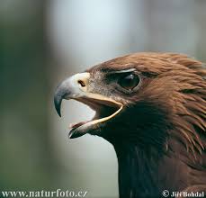 (Aquila chrysaetos)