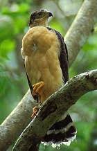 Accipiter bicolor