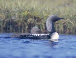 GAVIA PACIFICA