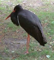 Ciconia nigra