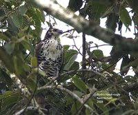 Spizaetus alboniger