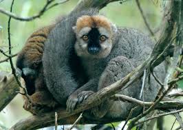 Lemur (Eulemur fulvus