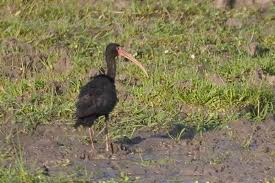 Ibis (Phimosus infuscatus)