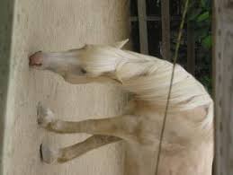 ... an American cream draft horse ...
