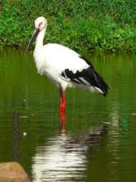 (Ciconia boyciana) - Wiki
