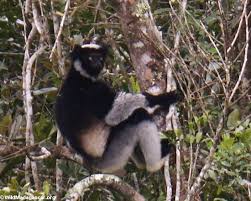 Indri lemur in Andasibe