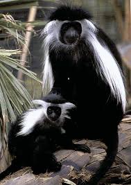 (Colobus angolensis