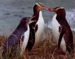 Megadyptes antipodes
