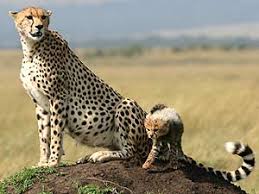 kenya,hotel bookings Kenya