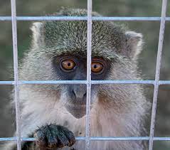 (Cercopithecus mitis) in