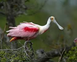 Platalea ajaja (pictured),