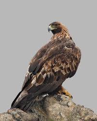 Eagle (Aquila chrysaetos)