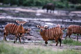 Back to topic: Central African