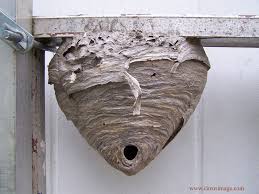 Hornet Nest