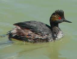 PODICEPS NIGRICOLLIS
