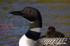 Loon Gavia immer chick on