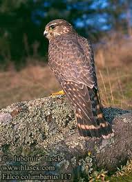 Falco columbarius Merlin